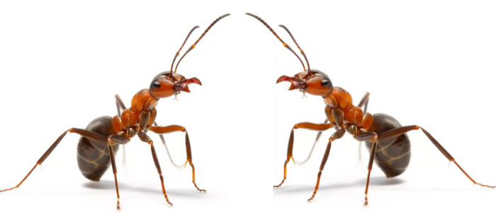 Ant Control Watson